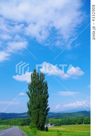 ケンとメリーの木 4332908