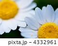 4332961