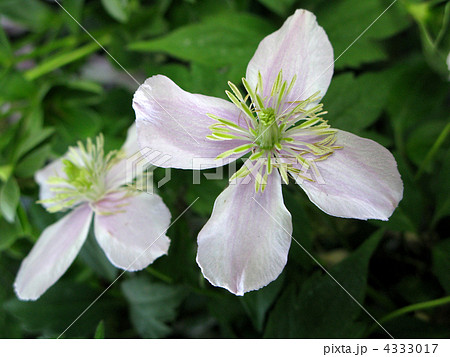 クレマチス(ピンクパーフェクション) クレマチス(ピンクパーフェクション) 4333017