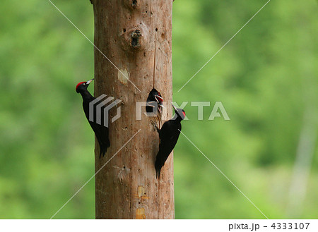 クマゲラ親子 4333107