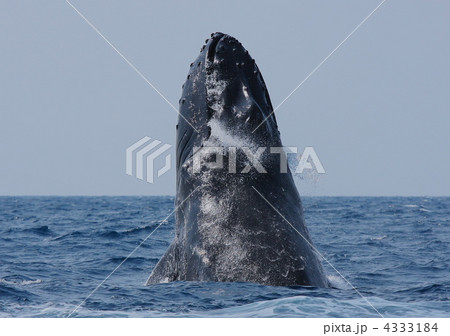 ザトウクジラのヘッドスラップ 4333184
