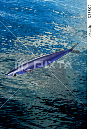 地中海トビウオ 地中海トビウオ 4333309