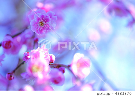 ピンクに染まる梅の花 4333370