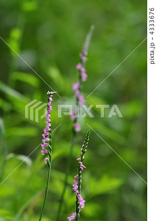 ネジバナ ネジバナ 4333676