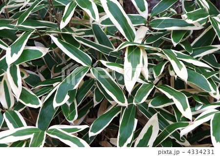 クマザサ 4334231