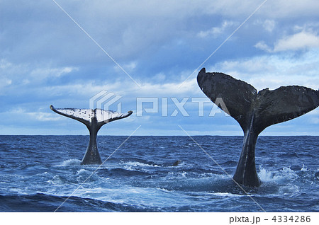 テイルスラッピングするザトウクジラ テイルスラッピングするザトウクジラ 4334286