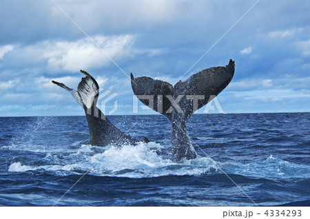 テイルスラッピングするザトウクジラ テイルスラッピングするザトウクジラ 4334293