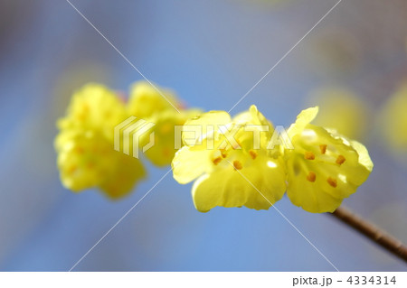 ヒュウガミズキ ヒュウガミズキ 4334314