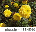 4334540