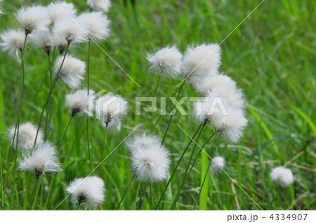 ワタスゲ 4334907