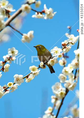 うぐいす色 メジロ 青背景の写真素材