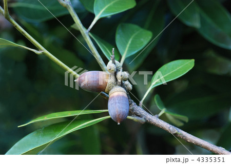 マテバシイ団栗 4335351