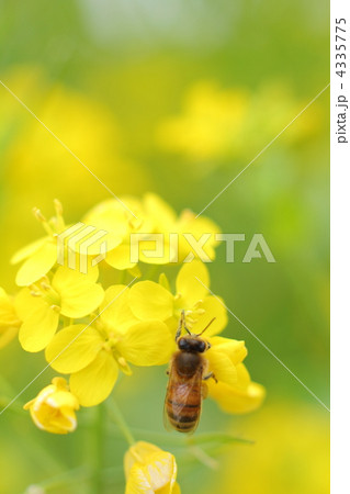 菜の花とミツバチ 4335775