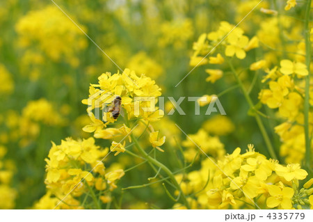 菜の花とミツバチ 4335779