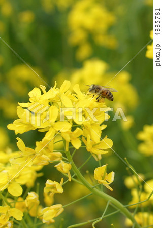 菜の花とミツバチ 4335781