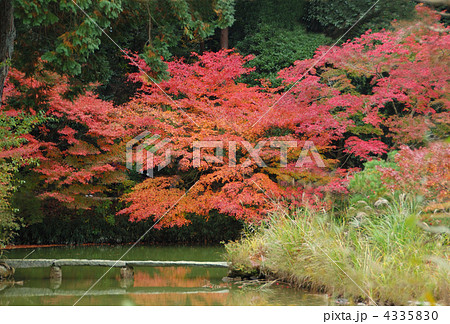 浄瑠璃寺庭園 4335830