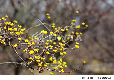 サンシュユ 4336058