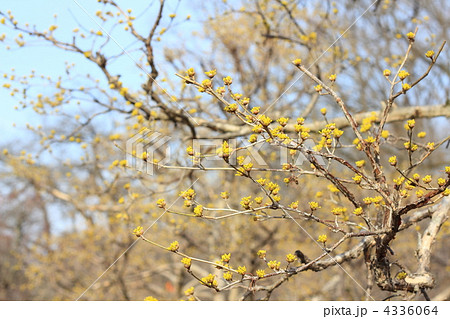 サンシュユ 4336064