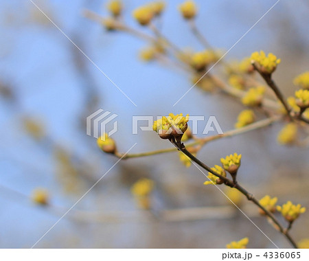 サンシュユ 4336065