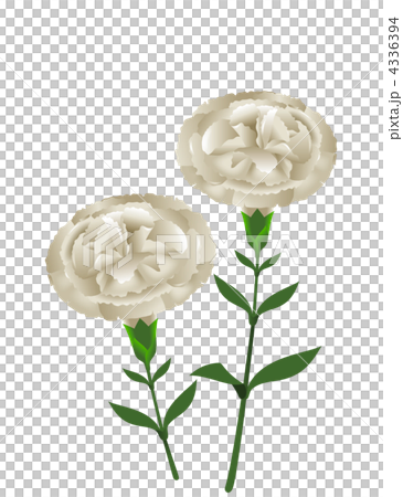 Carnation illustrations Carnation illustrations 4336394