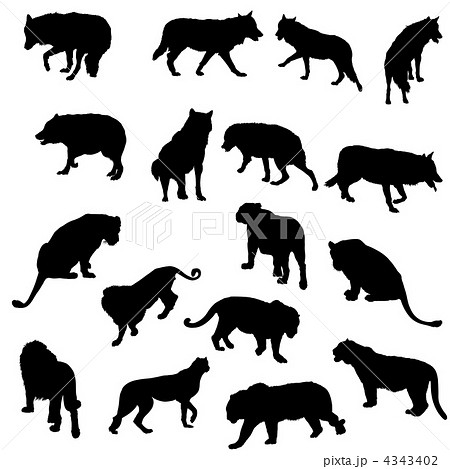 Set of wolves, tigers, leopareds and lions silhouettes 4343402