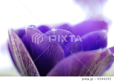 ラナンキュラス 4344245