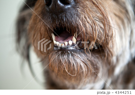 Open mouth of bushy dog Open mouth of bushy dog 4344251