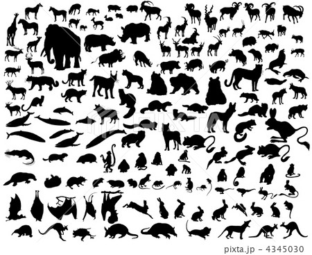 animals set animals set 4345030