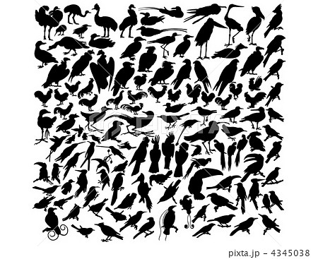 vector birds 4345038