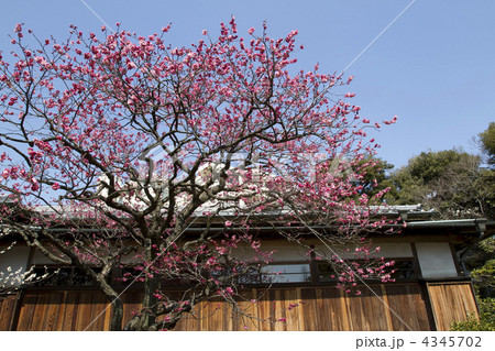 向島百花園の梅 4345702