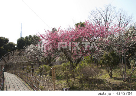 向島百花園の梅 4345704