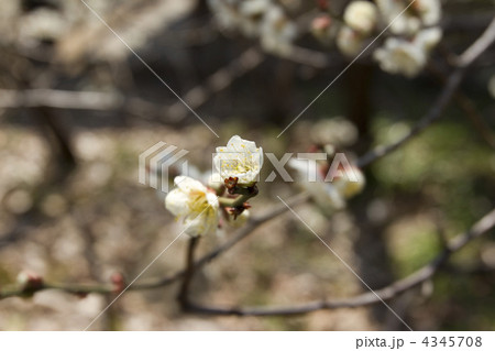 向島百花園の梅 4345708