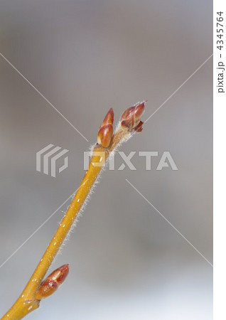 ハンカチの木 4345764