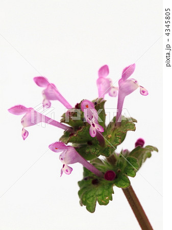 赤紫の仏の座 4345805