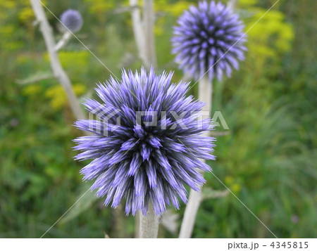 熊本県産山村ヒゴタイ公園 4345815