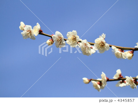 桃の花と青空 4345857