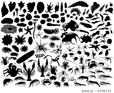 vector mollusks 4346334