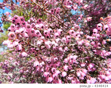 ジャノメエリカ（蛇の目エリカ） 4346414