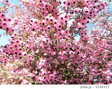 ジャノメエリカ（蛇の目エリカ） 4346415