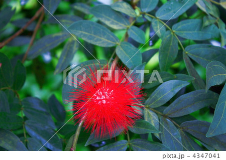 カリアンドラハエママトケファラ カリアンドラハエママトケファラ 4347041