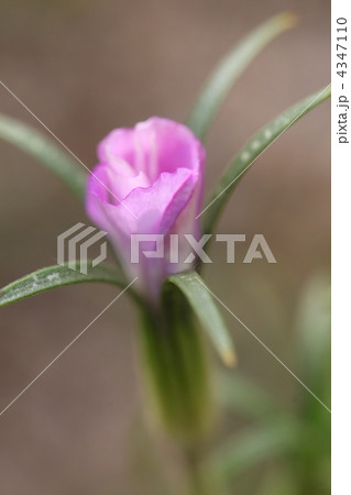 ムギセンノウの蕾 ムギセンノウの蕾 4347110