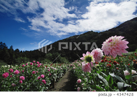 両神山麓花の郷 ダリア園（ピンク色）1 4347428