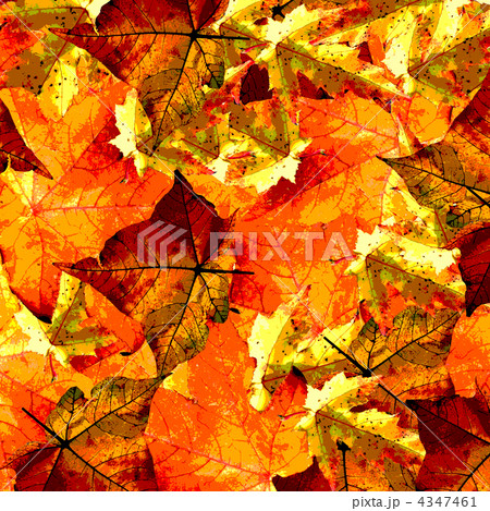 もみじ 4347461