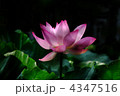 蓮の花 4347516