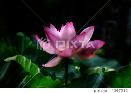 蓮の花 4347516