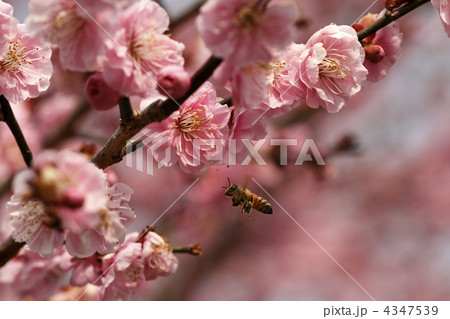 梅の花と飛んでいるミツバチ 梅の花と飛んでいるミツバチ 4347539
