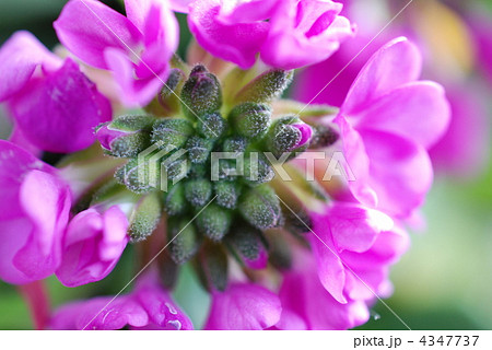 プリムラ・メラコイデス 4347737