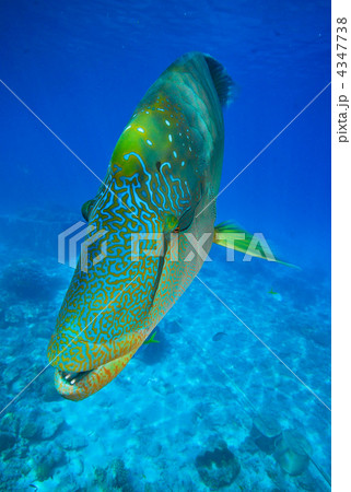 ナポレオンフィッシュ 4347738