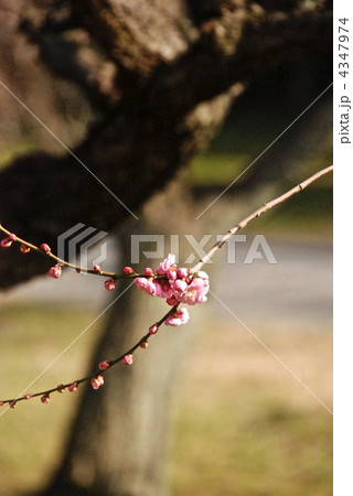 咲き初めの梅（二条城の梅園／京都市中京区） 4347974