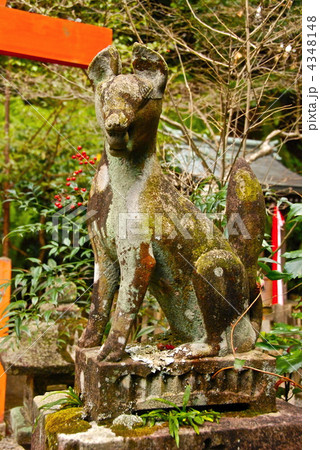 稲荷社の「キツネ」の石像(大豊神社/京都市左京区鹿ケ谷宮ノ前町) 稲荷社の「キツネ」の石像(大豊神社/京都市左京区鹿ケ谷宮ノ前町) 4348148